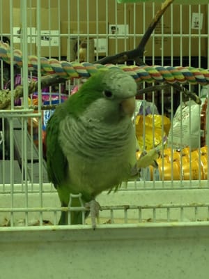 pet valu birds