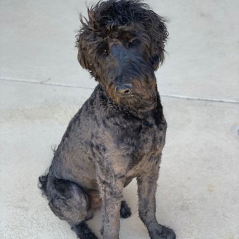 Jazzy Pet Bed & Breakfast - Spot after!! - Pet Sitting Near Me - Wylie, Texas Jazzy Pet Bed & Breakfast - Spot after!! - Pet Sitting Near Me - Wylie, Texas