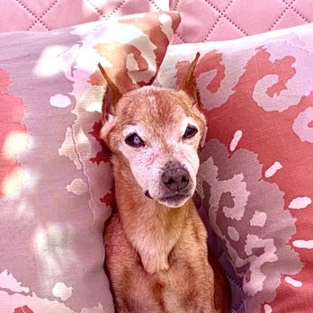 Alpine Veterinary Hospital - Buddy is saying Goodbye and Thank you - Veterinarians Near Me - Concord, California