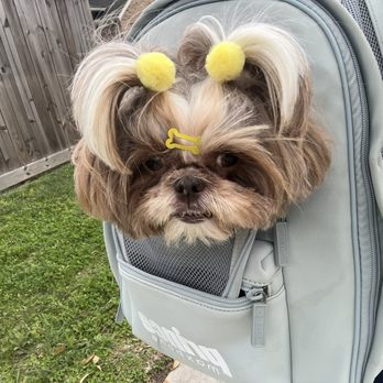 Barkwood Grooming - Evie - Pet Groomers Near Me - Webster, Texas