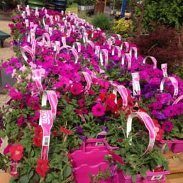 Petunias! Petunias!