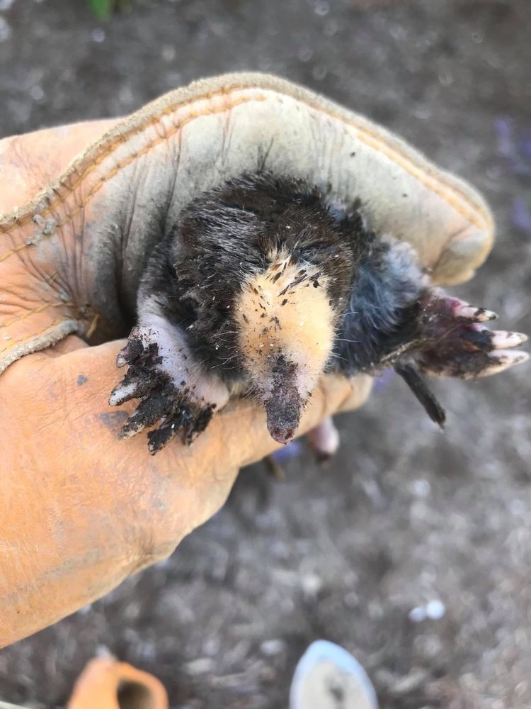 MOLELIMINATOR Updated August 2024 20 Photos 3592 Finchville Rd