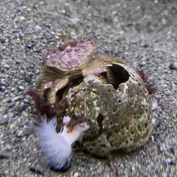 Seattle Aquarium - Aquariums Near Me - Seattle, Washington