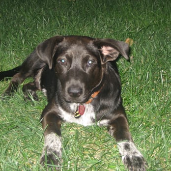 Bingo's Pet Care - Dog Care - Dog Walkers Near Me Bingo's Pet Care - Dog Care - Dog Walkers Near Me
