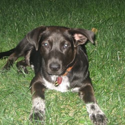 Bingo's Pet Care - Dog Care
