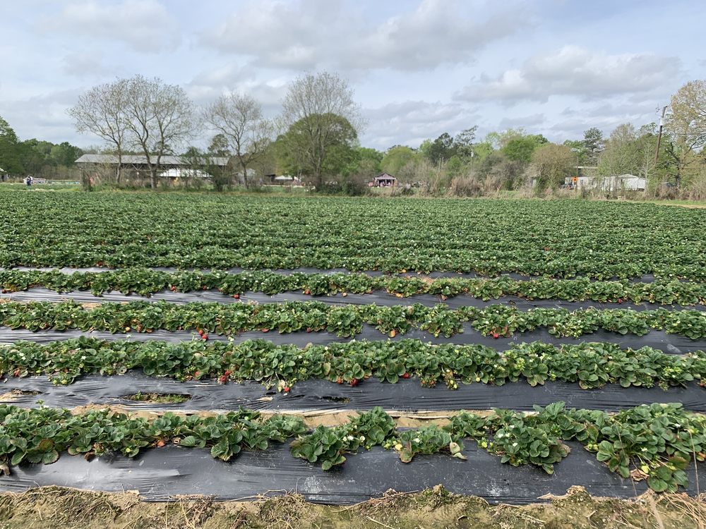 MRS HEATHER’S STRAWBERRY PATCH Updated February 2024 40 Photos & 13