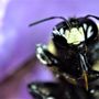 Photo of AAA Pest Control