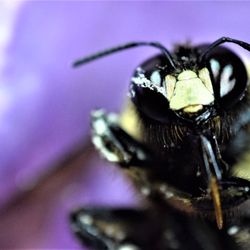 AAA Pest Control