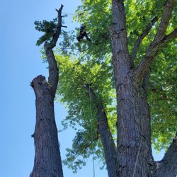 Viverito Tree Experts - Tyler top pro