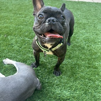 NorCal Bully Breed Rescue - My adopted rescue - Community Service/Non-Profit Near Me NorCal Bully Breed Rescue - My adopted rescue - Community Service/Non-Profit Near Me