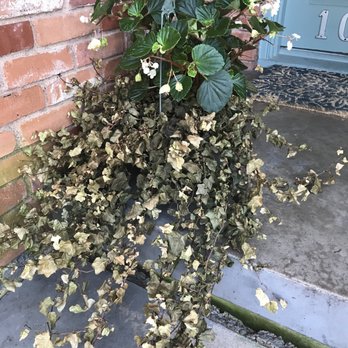 Brumley Gardens - Dead ivy, yet healthy Begonia - Nurseries & Gardening Near Me - Dallas, Texas