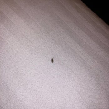 APA Hotel Woodbridge - 1st bed bug in the 1st room - Hotels Near Me - Iselin, New Jersey APA Hotel Woodbridge - 1st bed bug in the 1st room - Hotels Near Me - Iselin, New Jersey
