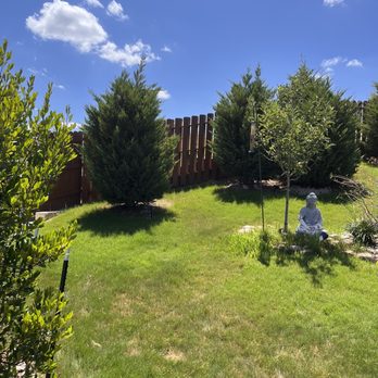 Moon Valley Nurseries - Leland Cypress, Buddha and Annie the apple tree. - Nurseries & Gardening Near Me - Dripping Springs, Texas Moon Valley Nurseries - Leland Cypress, Buddha and Annie the apple tree. - Nurseries & Gardening Near Me - Dripping Springs, Texas