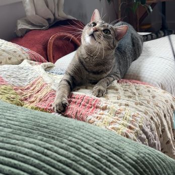 Megan's Pet Sitting - A young tabby cat enjoying playtime with her wand toy during a drop in visit by Megan's Pet Sitting for cat care and enrichment activities. - Pet Sitting Near Me - Charlottesville, Virginia