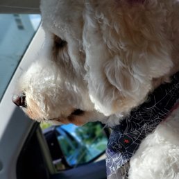 Ruby enjoying the ride home after her bath today