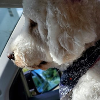 Bark IN Style - Ruby enjoying the ride home after her bath today - Pet Groomers Near Me - Middletown, New York