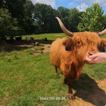 Safari Wild Animal Park - Highland cows - Parks Near Me - Como, Mississippi Safari Wild Animal Park - Highland cows - Parks Near Me - Como, Mississippi