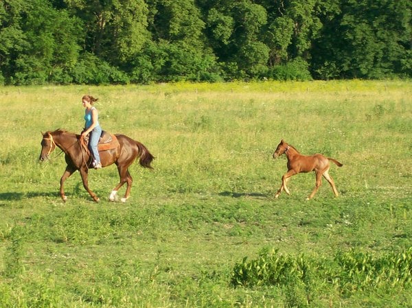 Double H Horse Farm - equestrian in Westpoint, IN