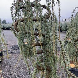 Iseli Nursery - Phenomenal Landscaping