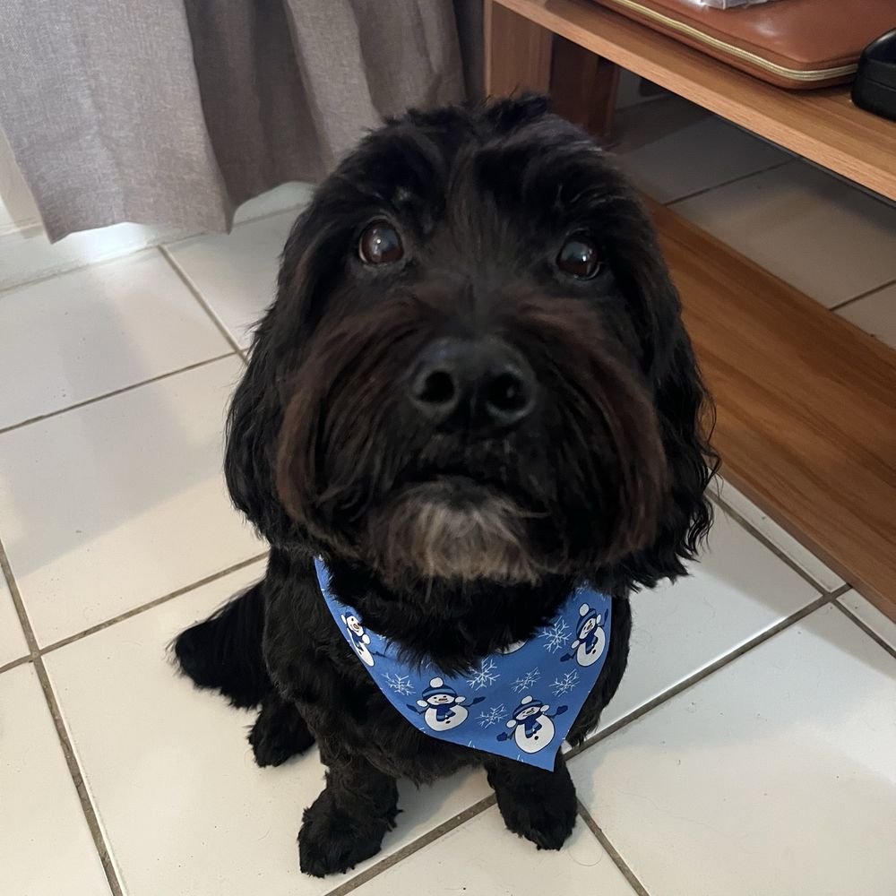 Posh Paws Parlor - Pet Groomers Near Me - Hollywood, Florida Posh Paws Parlor - Pet Groomers Near Me - Hollywood, Florida