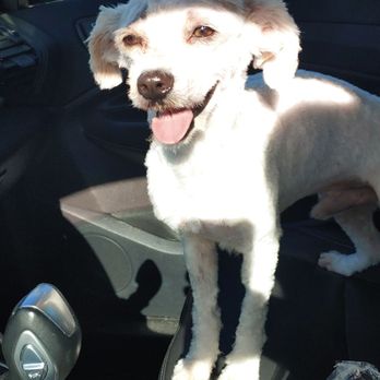 Elenas Canine Designs - After Elena's!!! - Pet Groomers Near Me