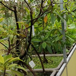 Botanischer Garten - Gewächshaus