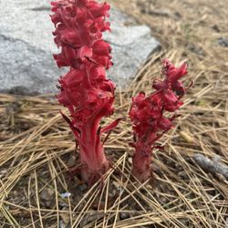 Thousand Trails Snowflower - The namesake the Snow Flower