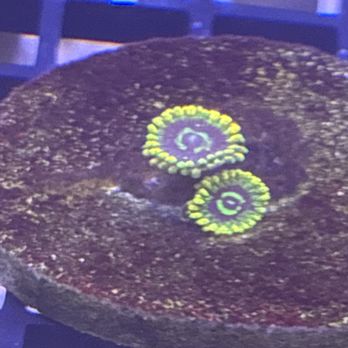 Atlanta Aquarium - Aquarium Services Near Me - Duluth, Georgia