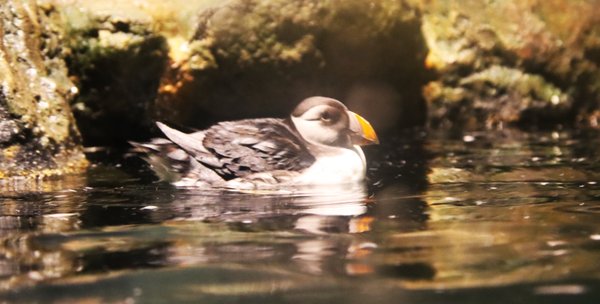 Central Park Zoo by null