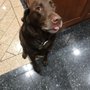 Photo of Professional Pet Services