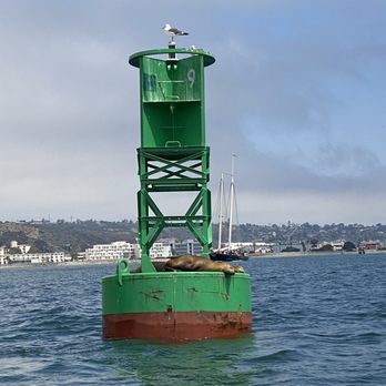 Adventure Whale Watching - green buoy with sleepy california sea lions and 2 seagulls - Boating Near Me - San Diego, California Adventure Whale Watching - green buoy with sleepy california sea lions and 2 seagulls - Boating Near Me - San Diego, California