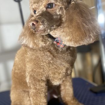 Spoiled Pets Private Grooming - Pet Groomers Near Me Spoiled Pets Private Grooming - Pet Groomers Near Me
