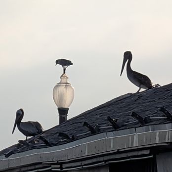 Redondo Beach Pier - Birds on a building - Souvenir Shops Near Me - Redondo Beach, California