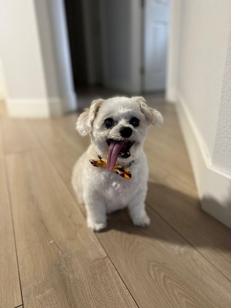 BACKYARD PET SPA & BOUTIQUE 227 Photos & 176 Reviews 10271 Fairway