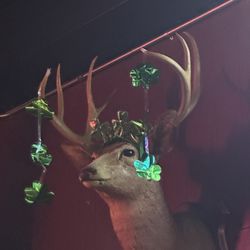 Flying Bull Saloon - Decorated deer head