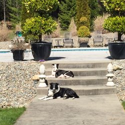 Coos Bay County Animal Shelter - Bonnie and her big brother Jake!
