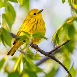 Peck Road Water Conservation Park - Beautiful Yellow Warbler | IG @moniquedao