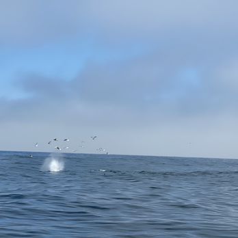 Discovery Whale Watch - Whale Watching Tours Near Me - Monterey, California