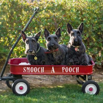 loma linda animal hospital hours