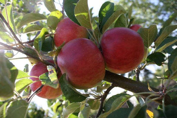Midway Farms | Fresh Goods | Albany by null