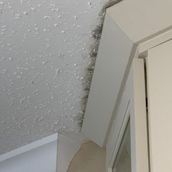 Margaret Rudd & Associates - Black mold