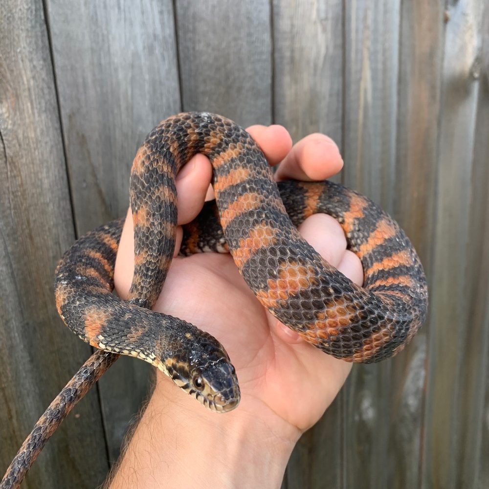 White Rock Veterinary Hospital - Florida banded water snake - Veterinarians Near Me - Pflugerville, Texas White Rock Veterinary Hospital - Florida banded water snake - Veterinarians Near Me - Pflugerville, Texas