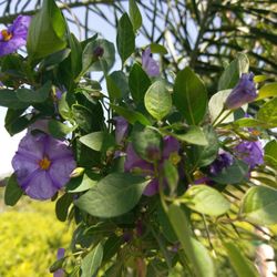 Padilla Nursery - It was a beautiful day indeed!