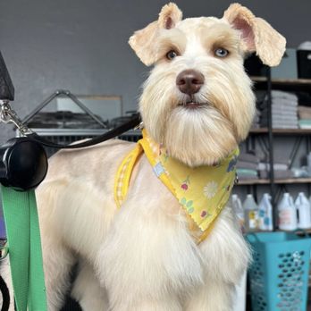 Doggie Dips - Pet Groomers Near Me - Muscatine, Iowa Doggie Dips - Pet Groomers Near Me - Muscatine, Iowa