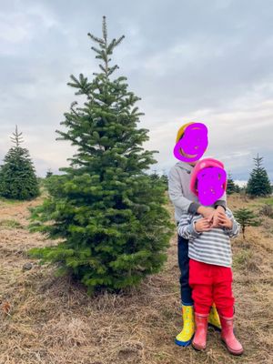 Helvetia Lavender Farm and Christmas Tree Farm by null