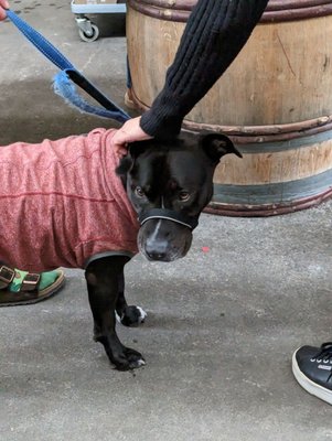 Donkey & Goat Winery by null