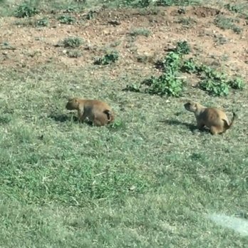 Caprock Canyons State Park - Prairie dogs.. - Parks Near Me Caprock Canyons State Park - Prairie dogs.. - Parks Near Me