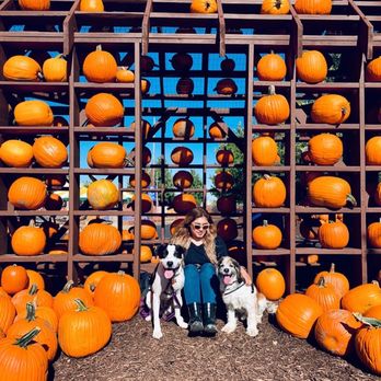 Konow's Corn Maze - My babies actually looking at the camera at the same time! - Attraction Farms Near Me - Homer Glen, Illinois
