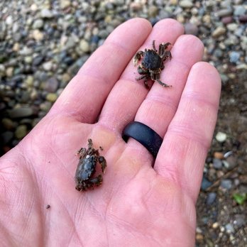 Alderbrook Resort & Spa - Crabs on the beach! - Resorts Near Me - Union, Washington Alderbrook Resort & Spa - Crabs on the beach! - Resorts Near Me - Union, Washington