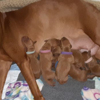 Dana Park Veterinary Hospital - 48 hours old - Veterinarians Near Me - Redding, California Dana Park Veterinary Hospital - 48 hours old - Veterinarians Near Me - Redding, California